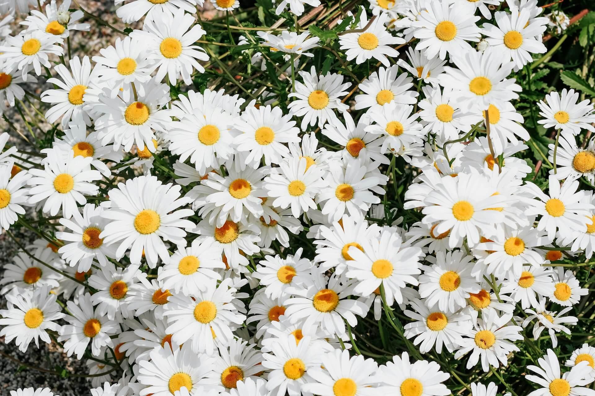 Daisy Symbolism