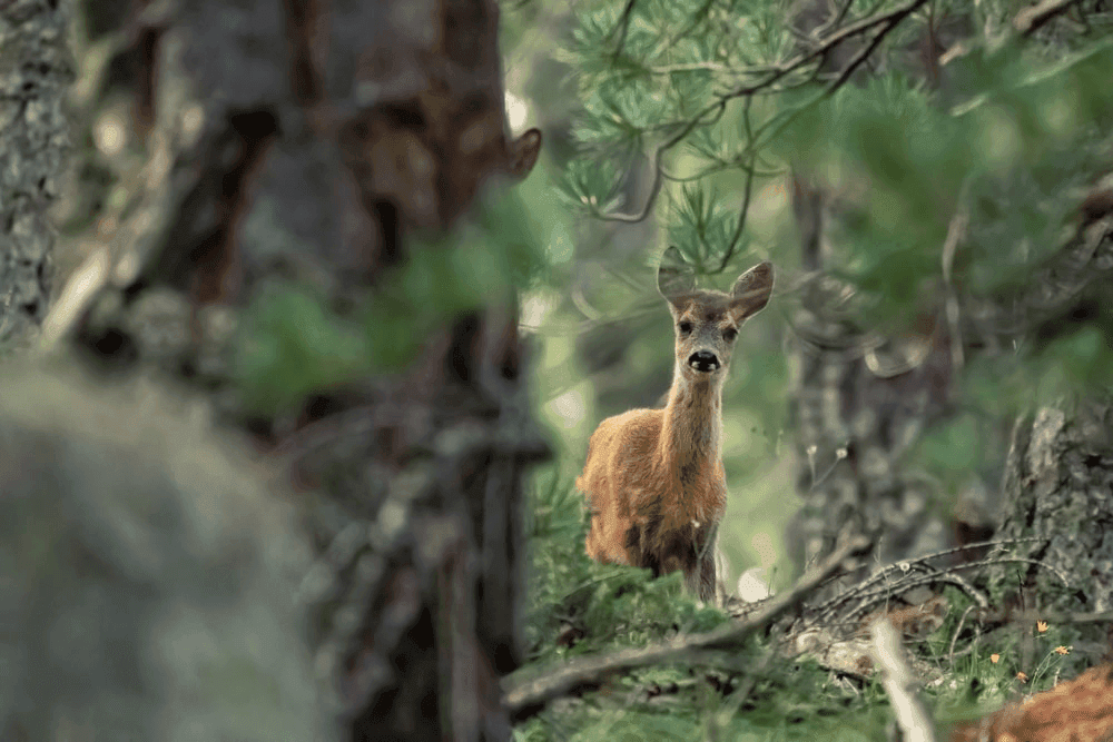 What the Deer in Dream Meaning Says About Running Away (or Toward) Life