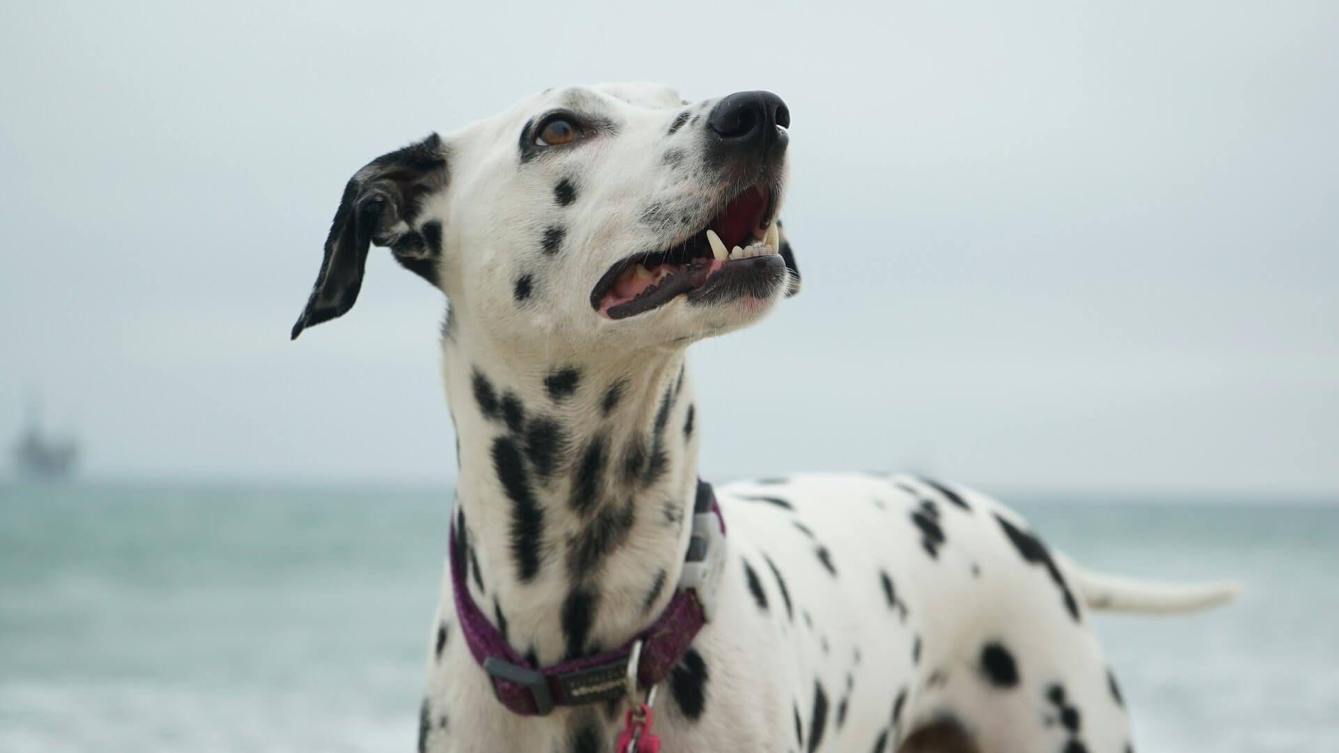 Dogs barking at night symbolizing spiritual alertness and unseen energy Photo - Dogs barking at night symbolizing spiritual alertness and unseen energy