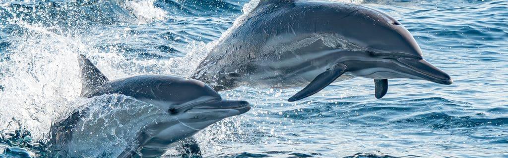 Dolphin Spiritual Meaning: Discover Their Symbolism and Significance