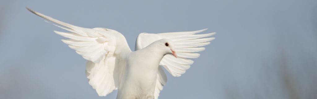 Dove Spiritual Meaning: Unlocking the Symbolism Behind Those Birds