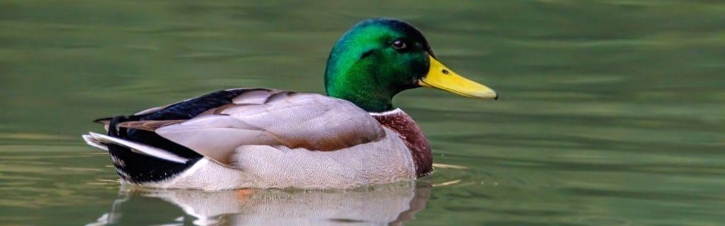 Duck Spiritual Meaning: Unveil The Deeper Symbolism
