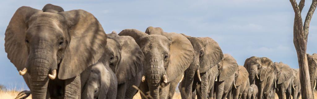 What Is the Spiritual Meaning of Elephants