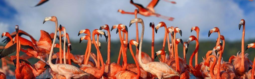 The Fascinating World of Flamingo Spiritual Meaning