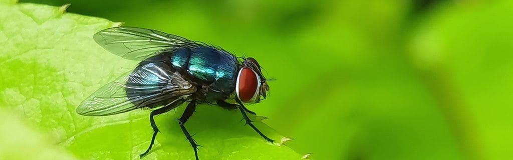 Fly Spiritual Meaning: What Does a Fly Symbolize Spiritually?