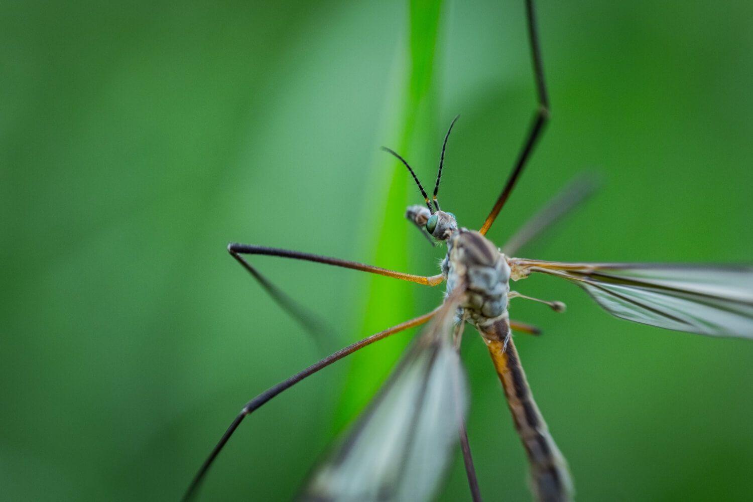 Gnats in the air symbolizing spiritual irritation and small energy shifts Photo - Gnats in the air symbolizing spiritual irritation and small energy shifts
