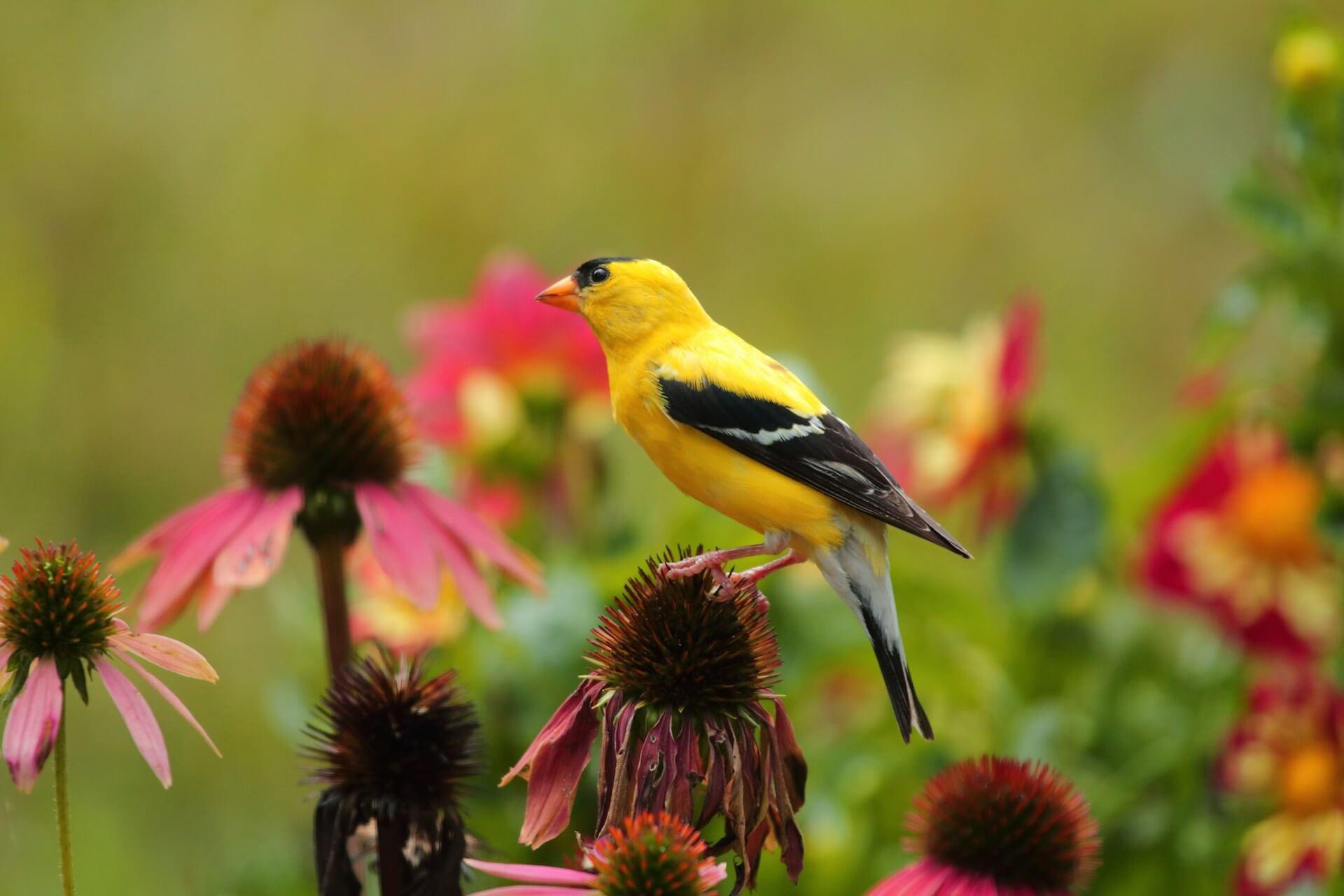 Goldfinch Spiritual Meaning