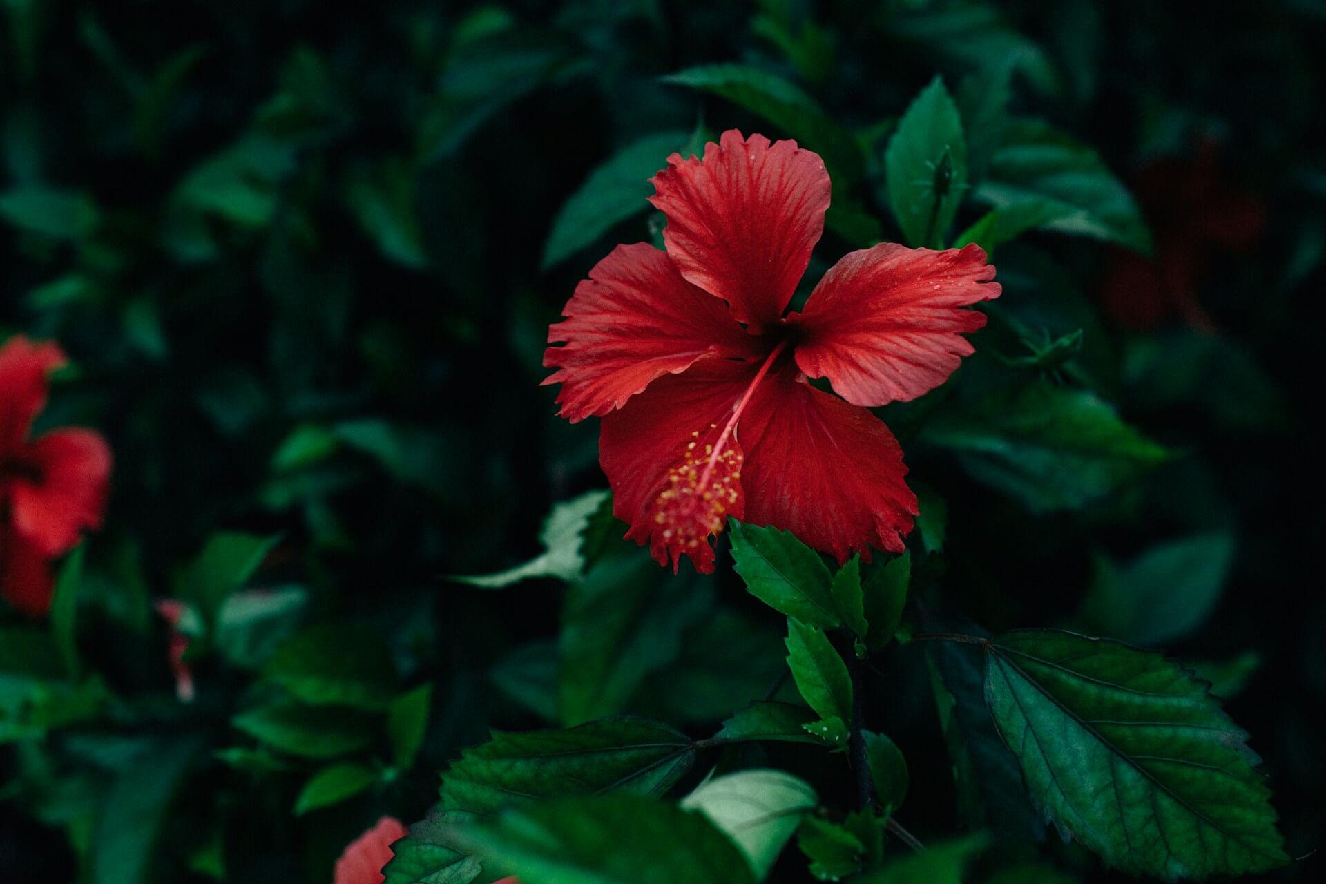 Hibiscus Spiritual Meaning