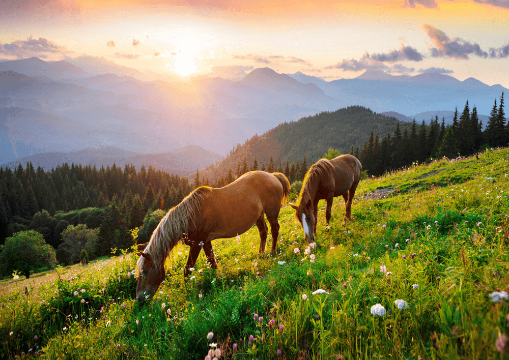 Horse Dream Meaning: Freedom, Power, and Losing the Reins at a Full Gallop