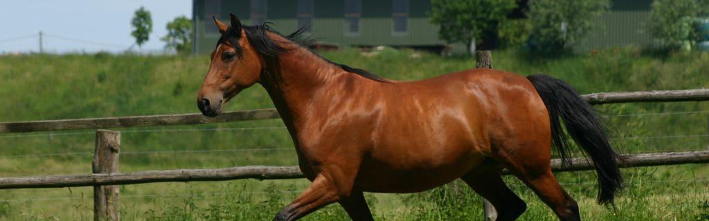 The Spiritual Meaning of Horses: Understanding the Symbolism and Significance