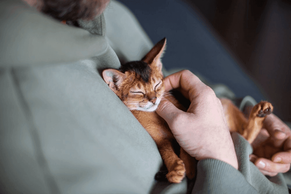 What the Kitten Dream Meaning Says About Your Life