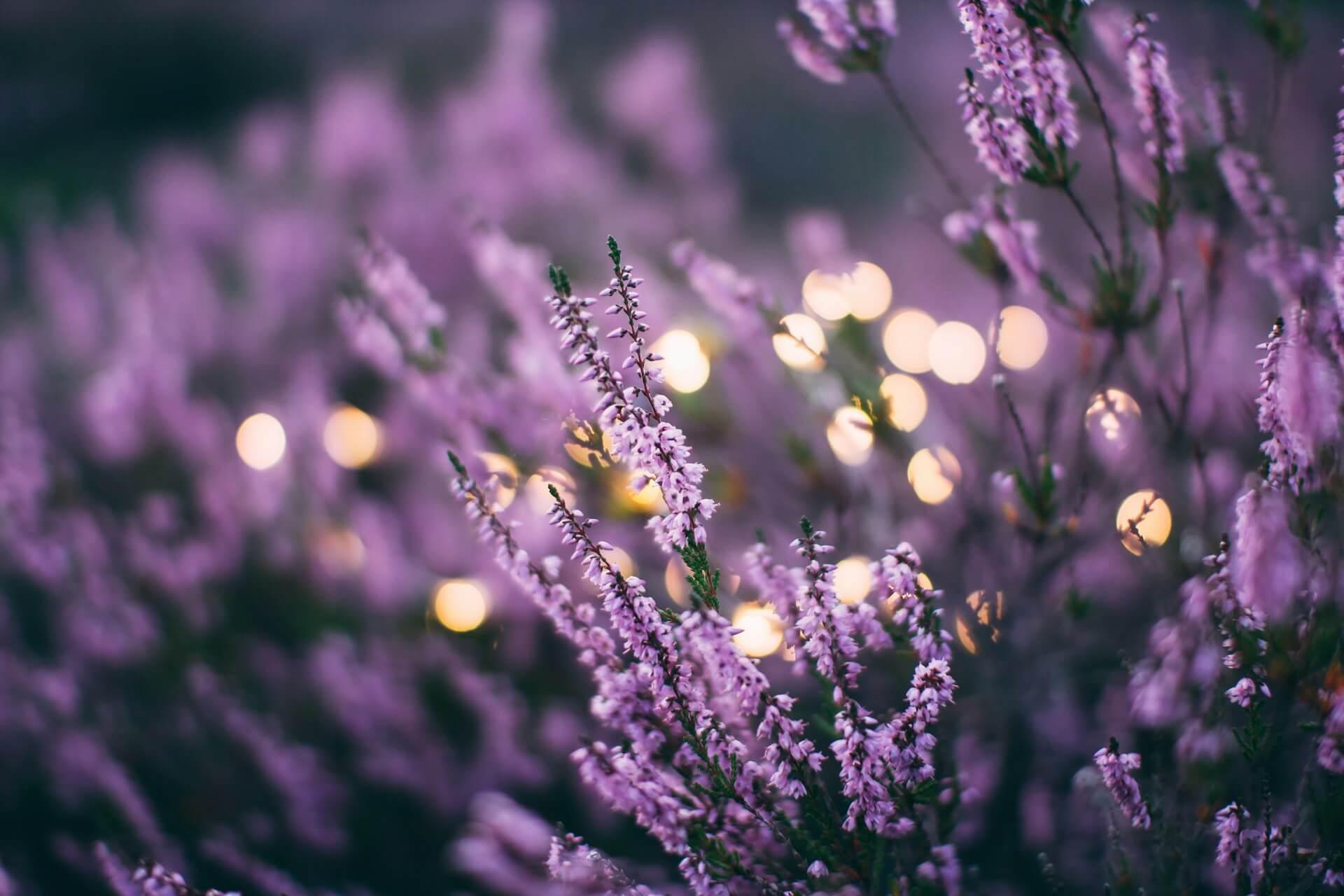 Lavender Spiritual Meaning