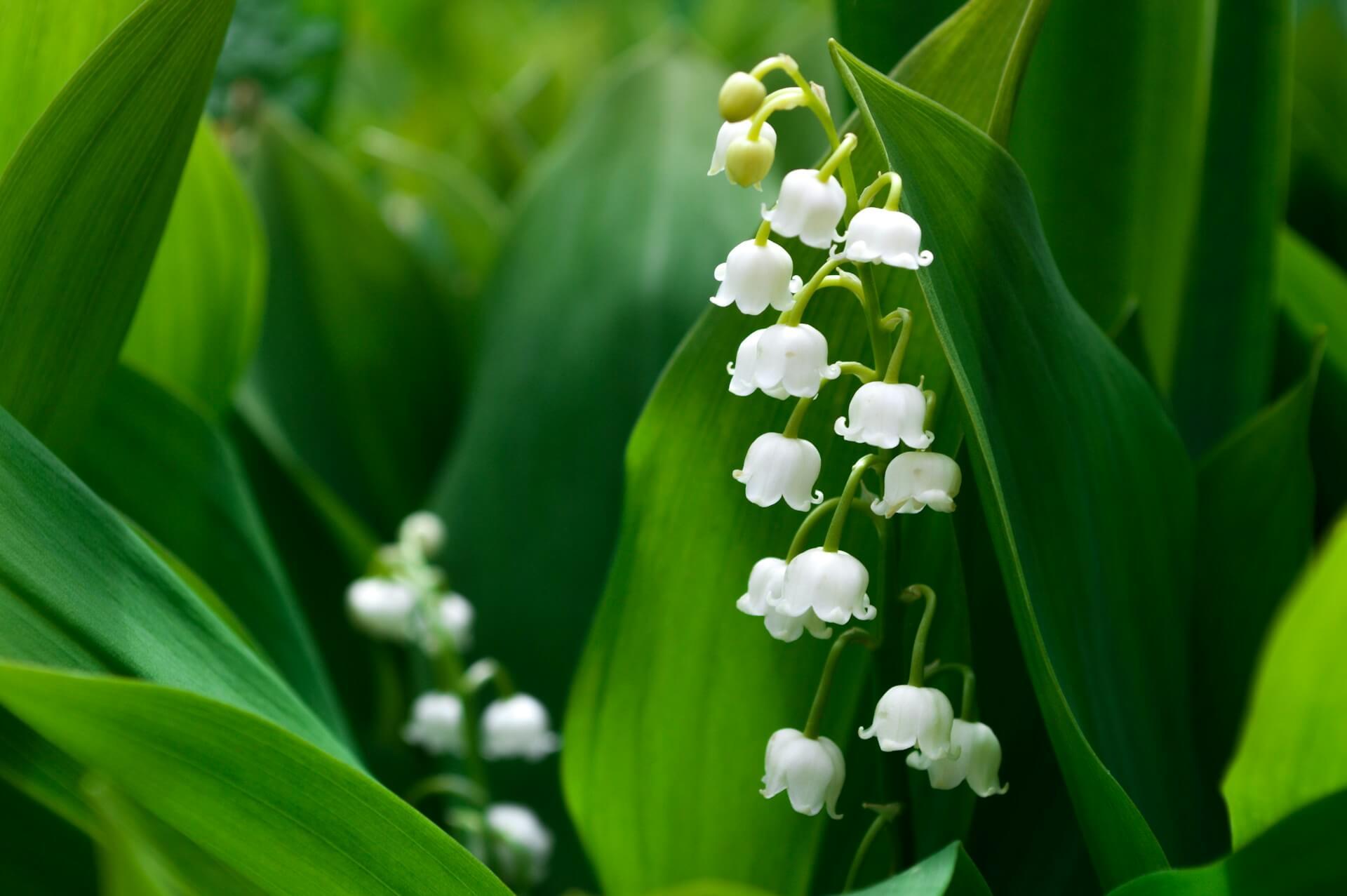 Lily Of The Valley Spiritual Meaning