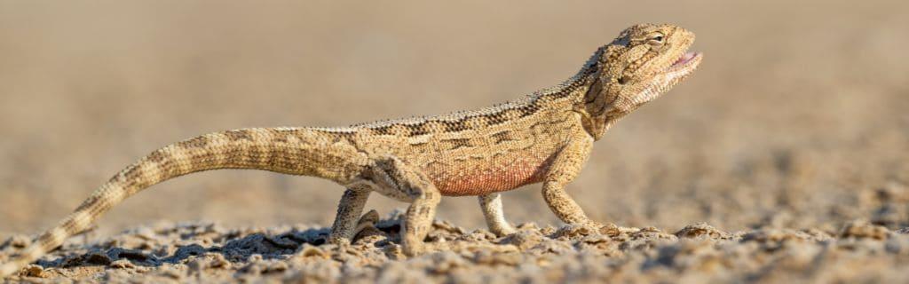 Lizard Spiritual Meaning: Discover the Hidden Symbolism