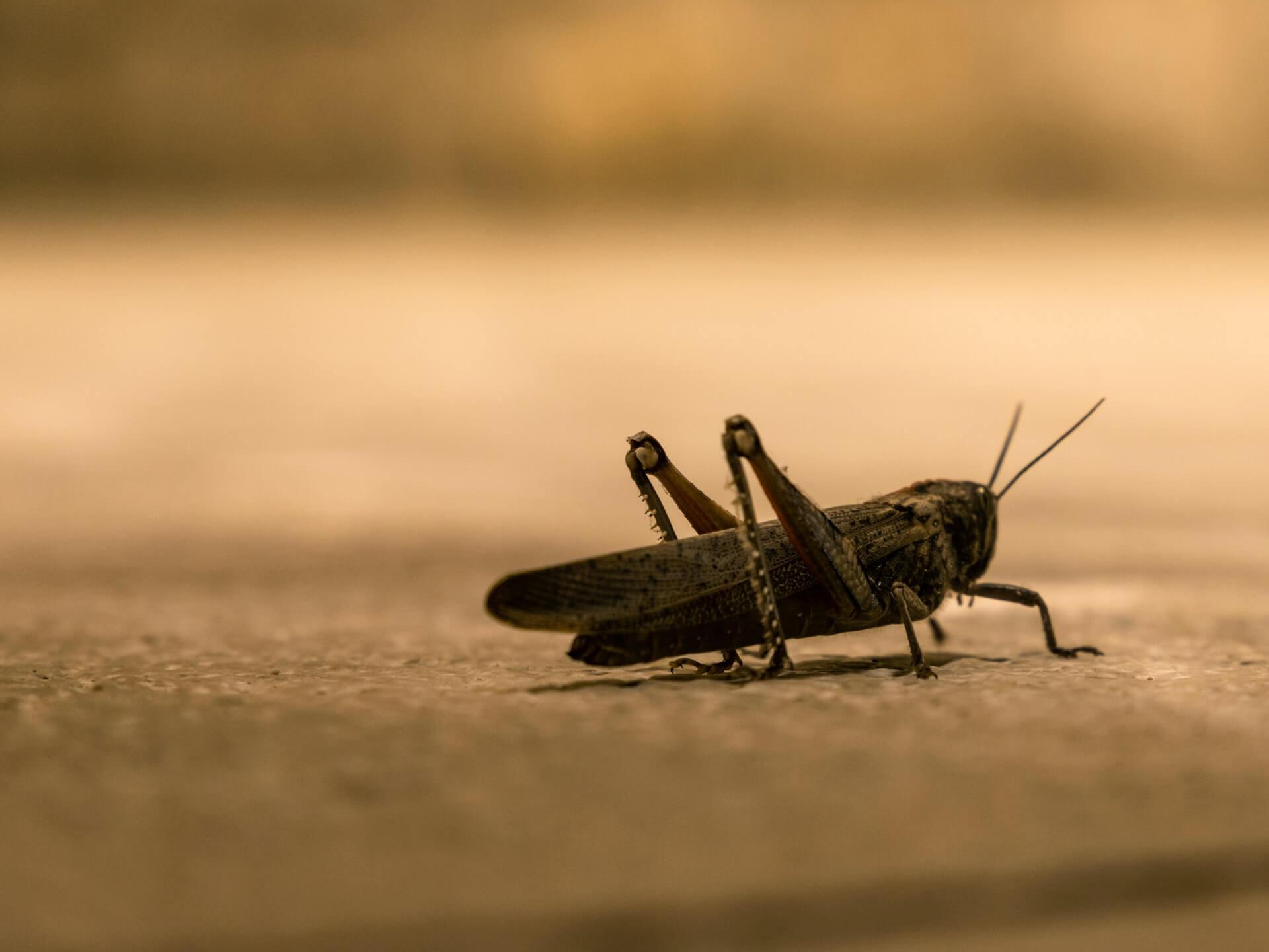 Locust Spiritual Meaning