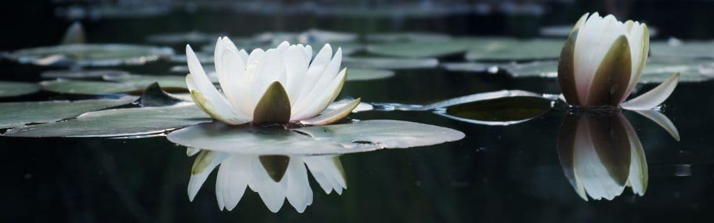 The Spiritual Significance of the Lotus Flower: Lotus Spiritual Meaning