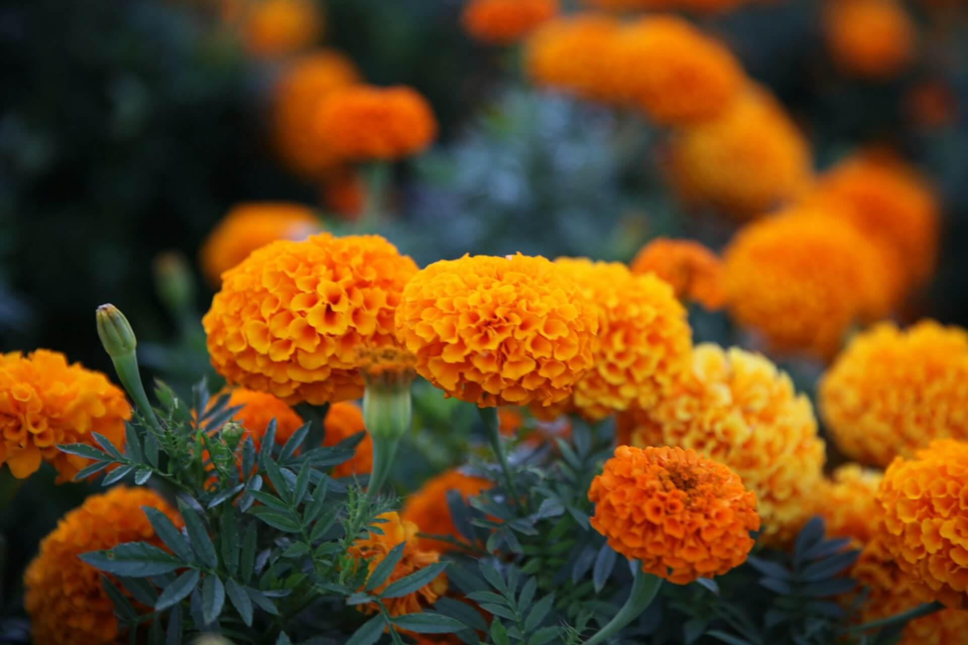 Marigold Spiritual Meaning
