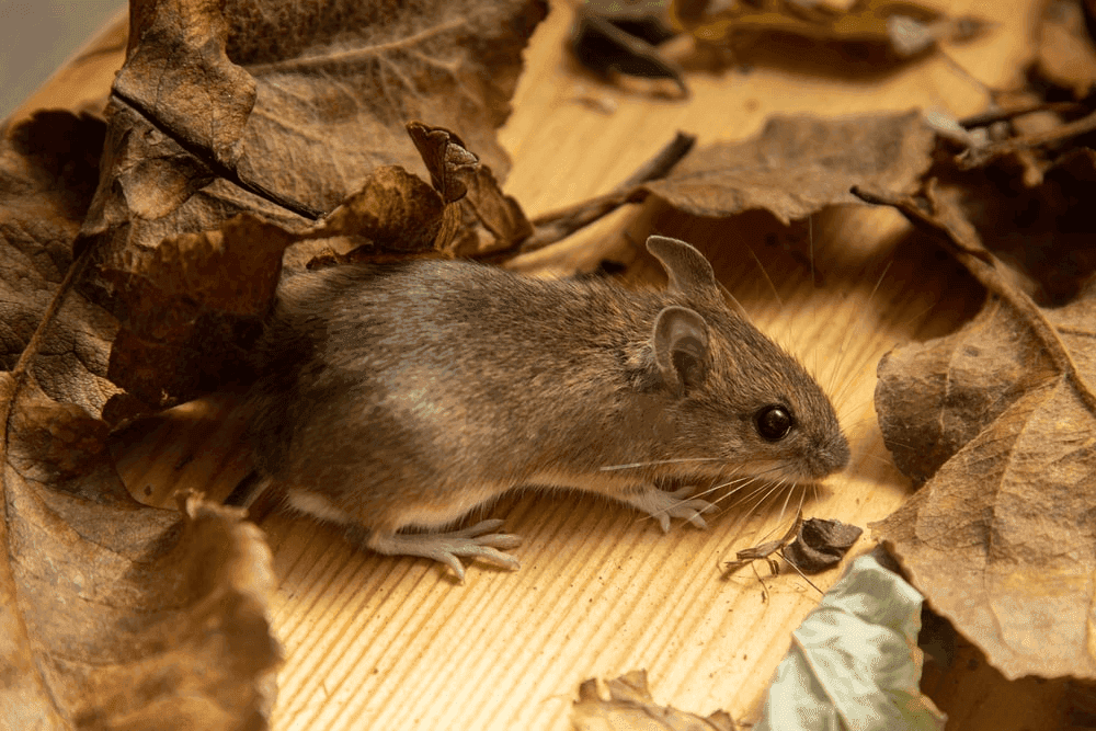 What the Mouse Dream Meaning Is Trying to Tell You