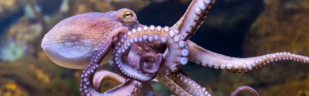 Octopus Spiritual Meaning: Unveiling the Deep Spiritual Symbolism
