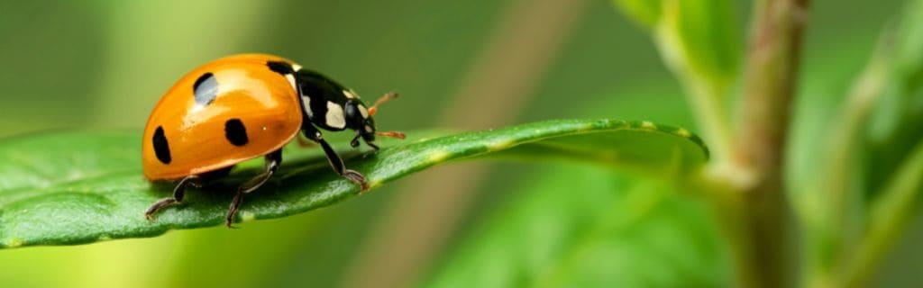 Orange Ladybug Spiritual Meaning: The Metaphor Behind This Colorful Insect