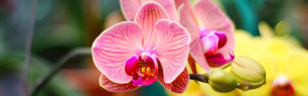Orchid Spiritual Meaning: Unveiling the Mystical Significance of These Elegant Flowers