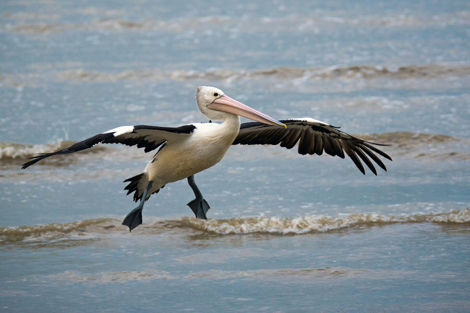 Pelican Symbolism
