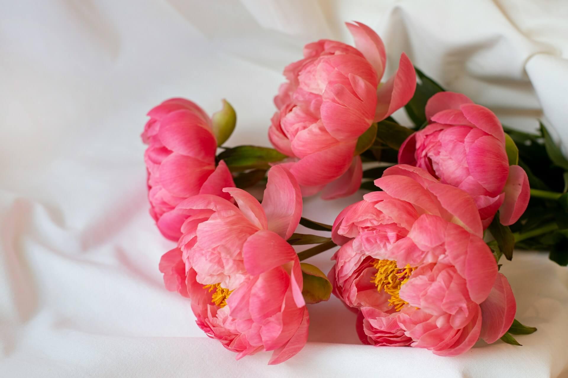 Peony Meaning Spiritual