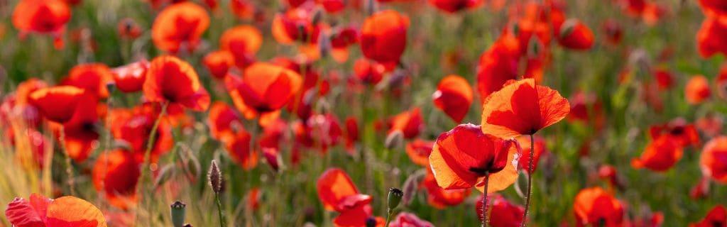 Poppy Flower Spiritual Meaning: Discover What It Symbolizes