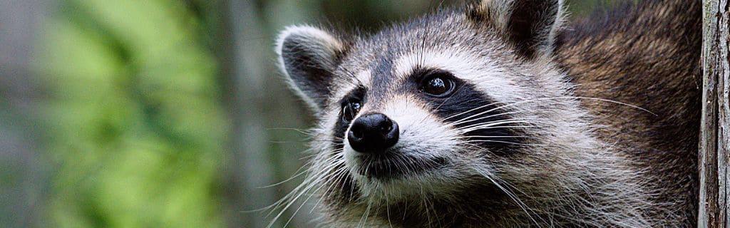 Raccoon Spiritual Meaning: Discover the Hidden Wisdom and Symbolism