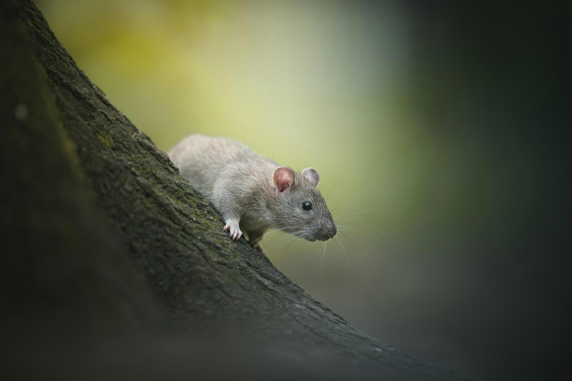 Rat Spiritual Meaning