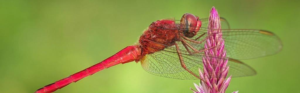 Spiritual Meaning of a Red Dragonfly: Discover the Significance and Hidden Insights