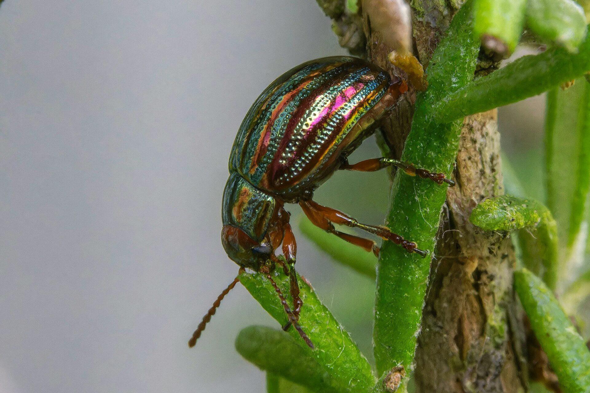 Scarab Spiritual Meaning