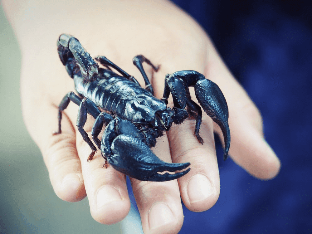 Why the Scorpion Dream Meaning Isn’t Just About Pain