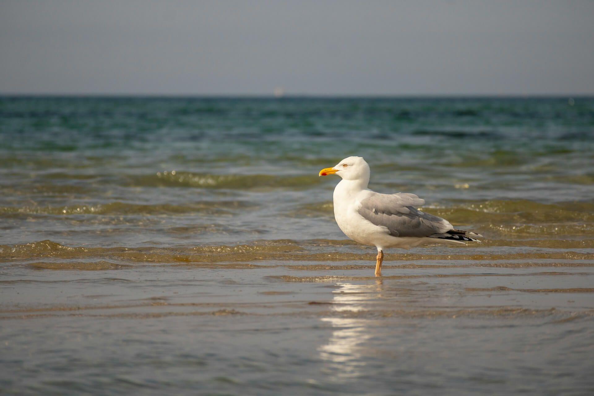 Seagull Spiritual Meaning