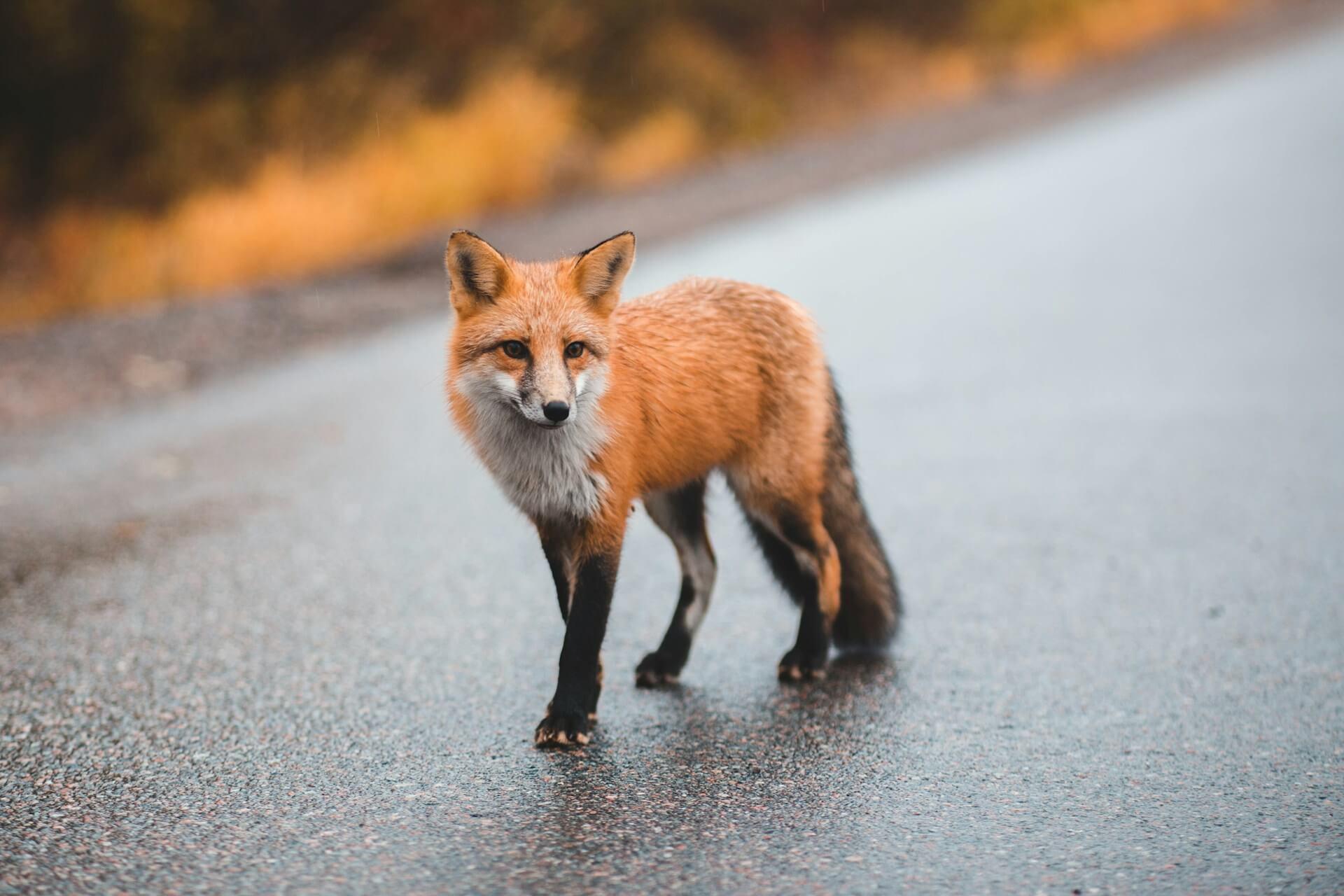 Seeing A Fox During The Day Spiritual Meaning