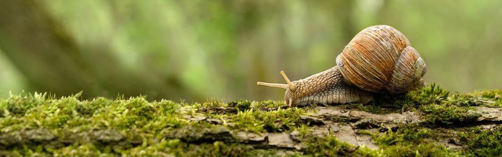 Snail Spiritual Meaning: Discover the Deep Symbolism Behind Snails