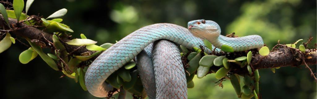 Snake Spiritual Meaning: Unraveling the Mystical Symbolism of Snakes