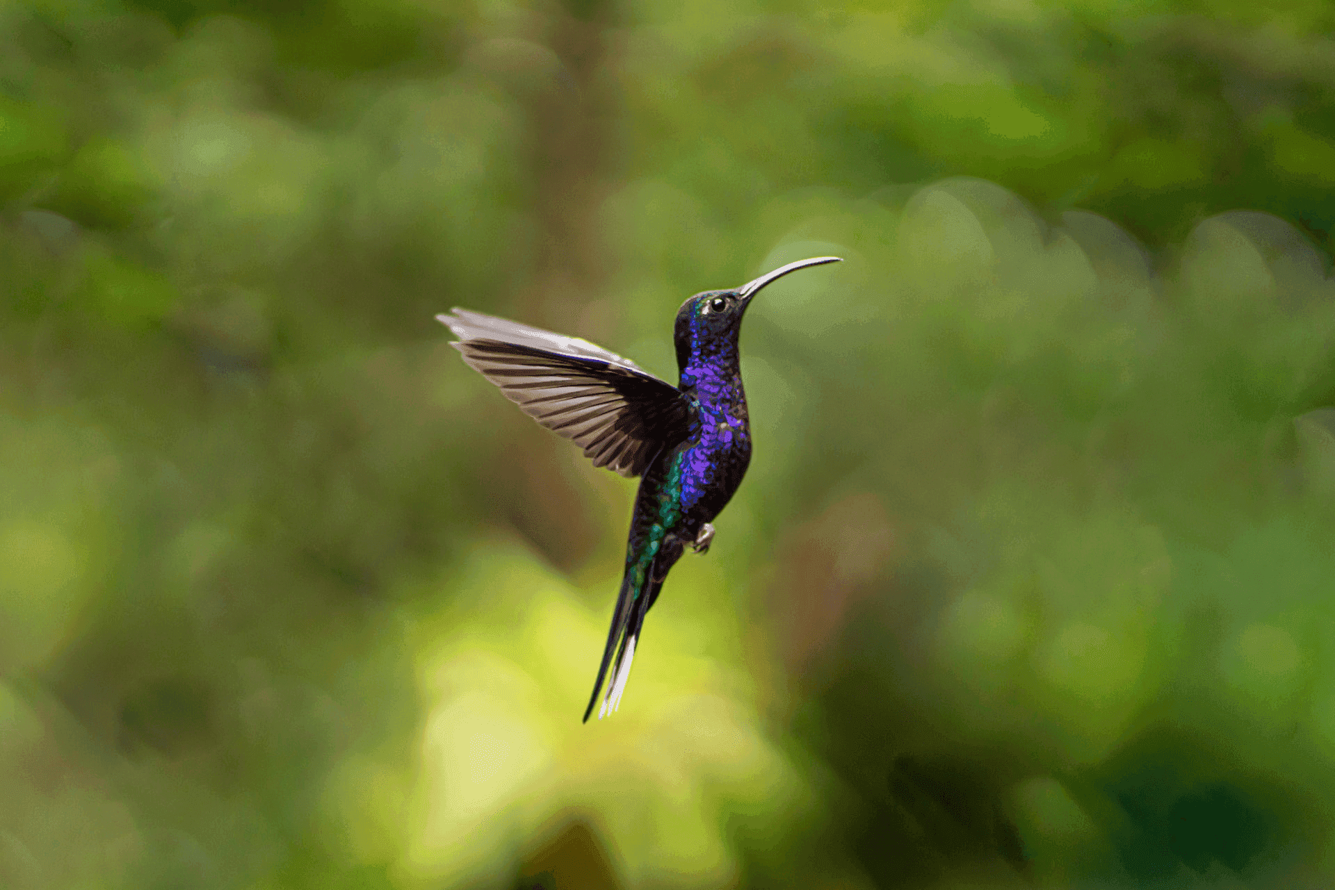 Spiritual meaning of a hummingbird in dreams and symbolism Photo - Spiritual meaning of a hummingbird in dreams and symbolism