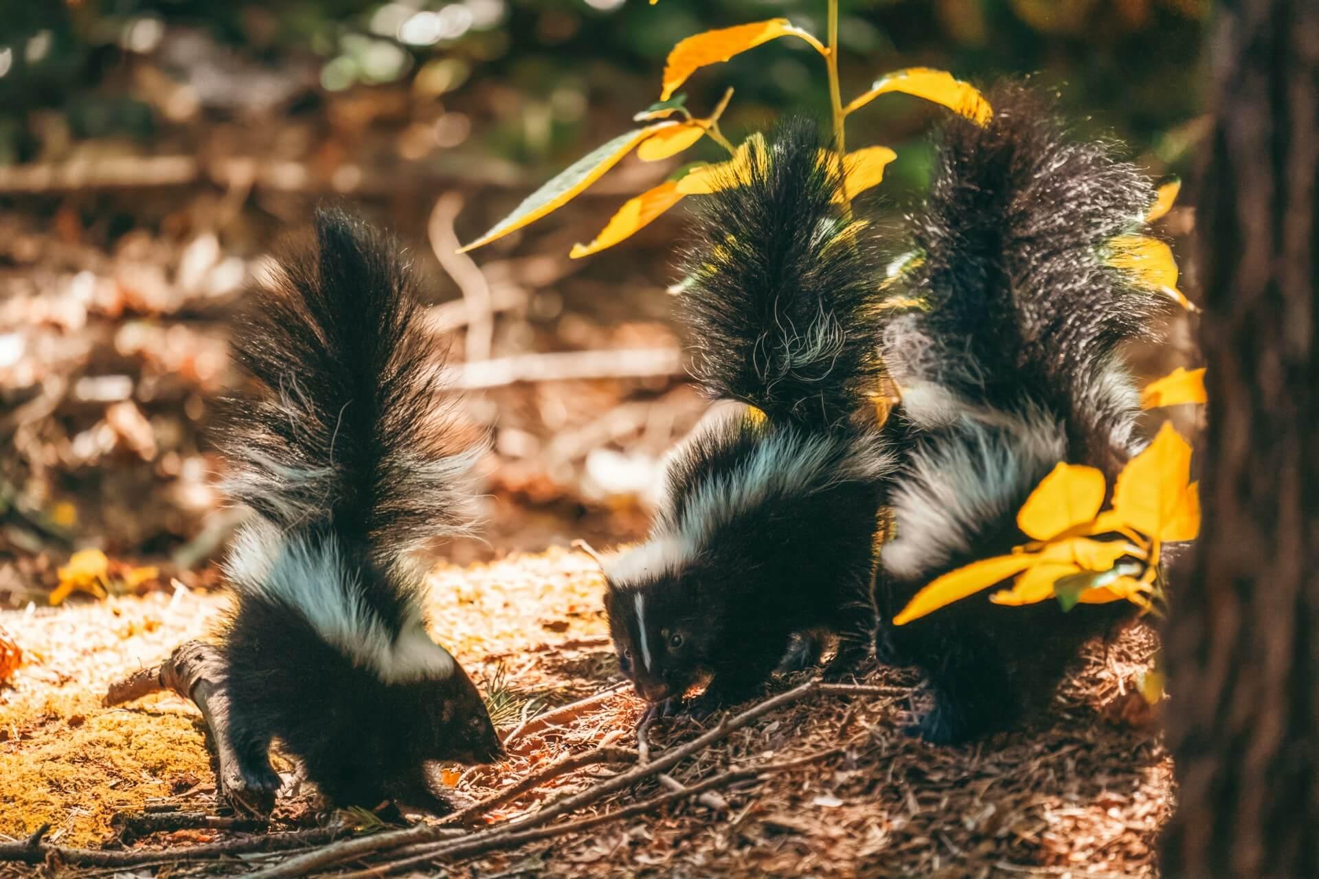 Spiritual Meaning Of A Skunk Crossing Your Path