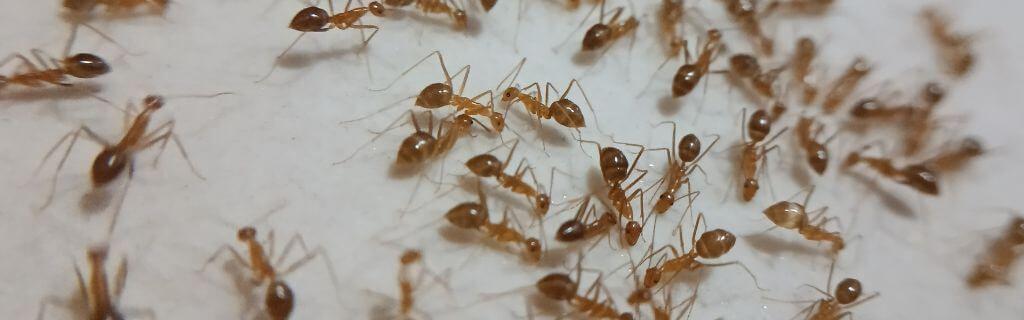 The Spiritual Meaning of Ants in the House: The Symbolism Behind It