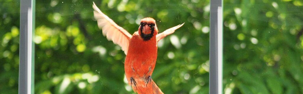 What You Need to Know About the Spiritual Meaning of Cardinal Tapping on Window