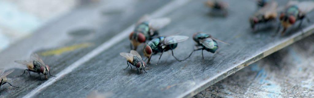 The Spiritual Meaning of Flies in Your House: The Symbolism