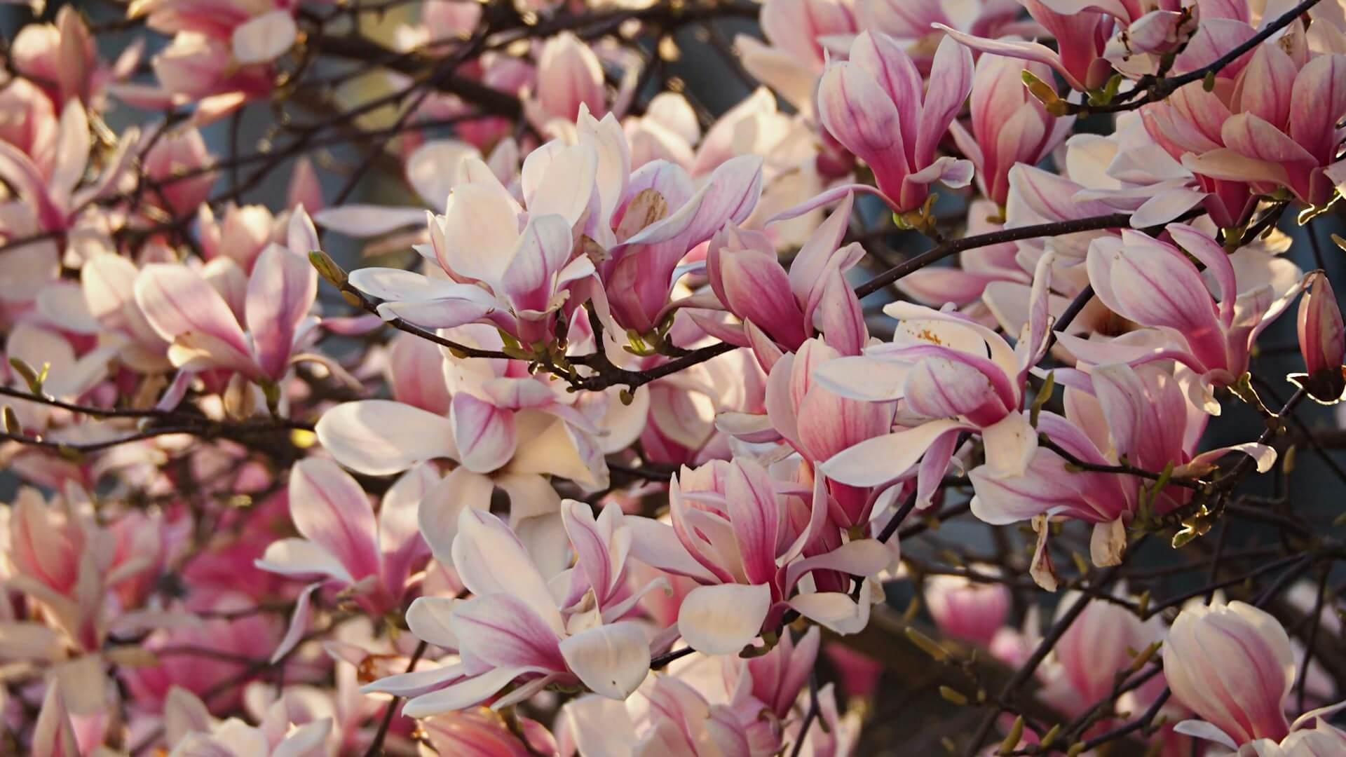 Spiritual Meaning Of Magnolia Flower