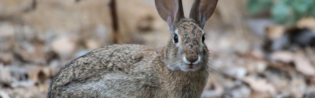 Rabbit Spiritual Meaning: Fortune, Intuition, and Fertility