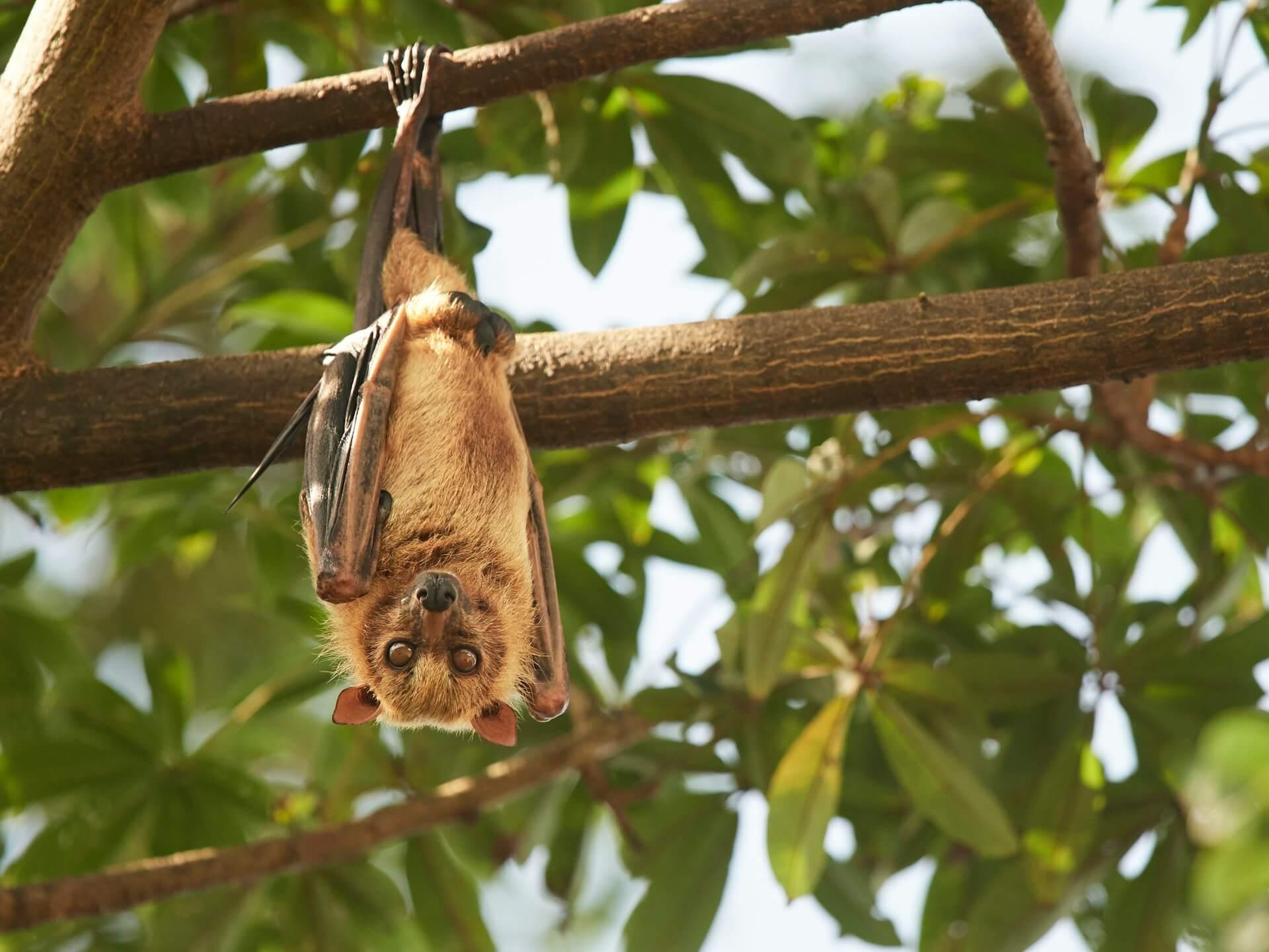 Spiritual Meaning Of Seeing A Bat During The Day