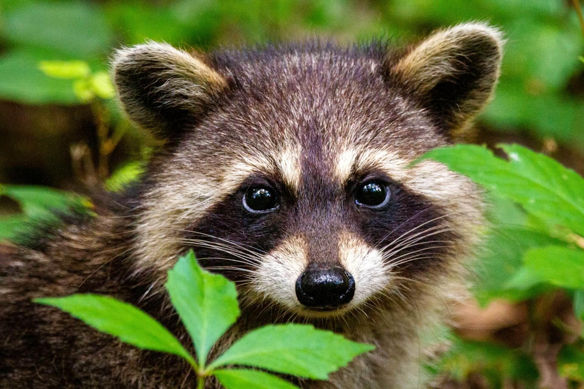 Spiritual Meaning Of Seeing A Raccoon During The Day