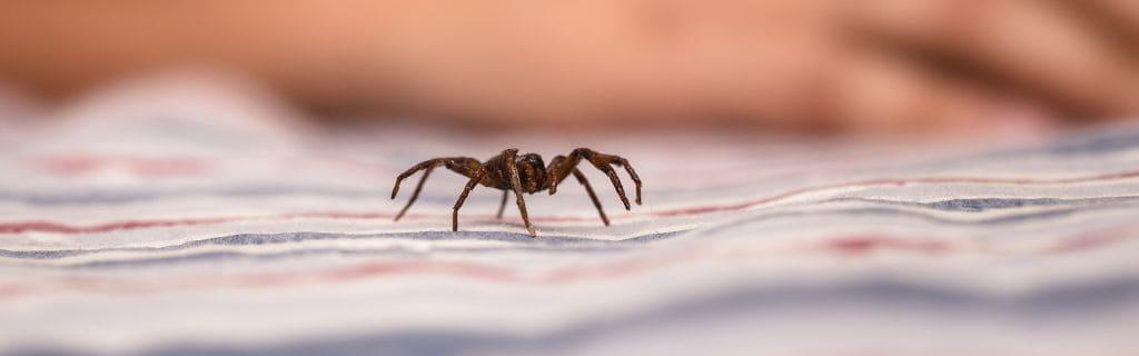 The Spiritual Meaning of Spiders in House: Discover the Hidden Messages