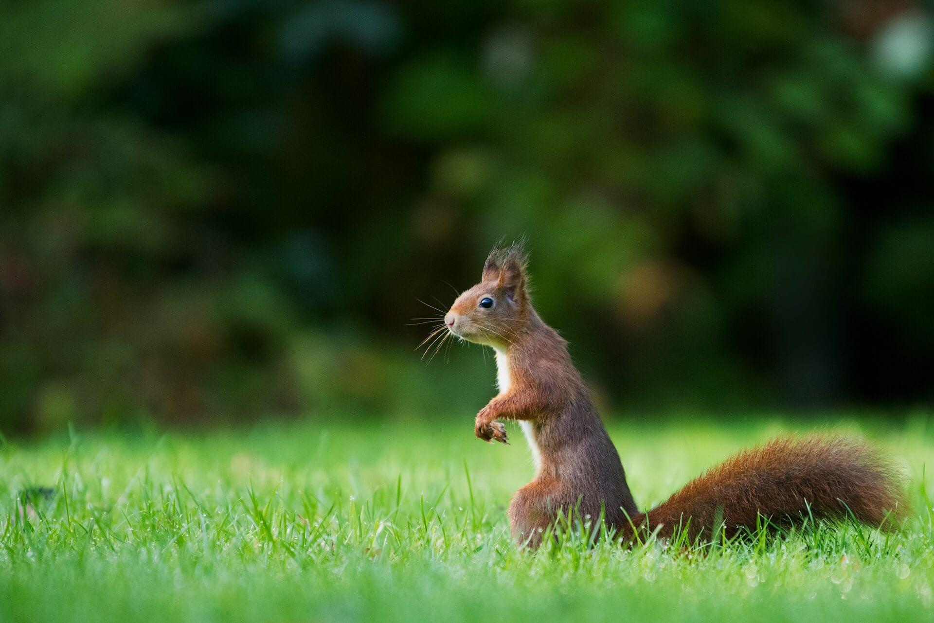 Spiritual Meaning Of Squirrel Crossing Your Path
