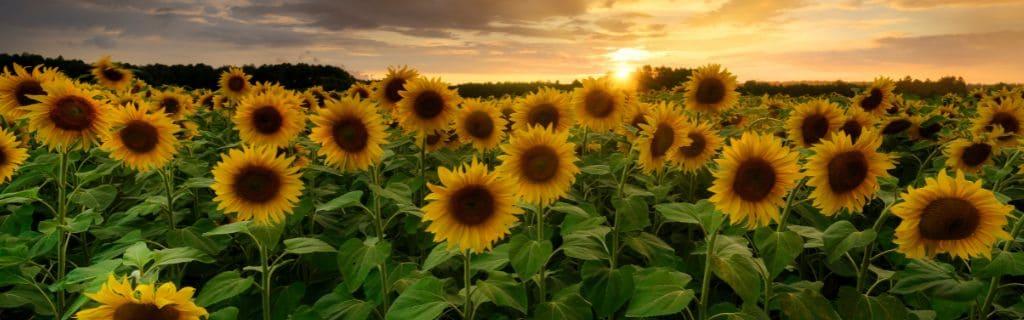 The Joy of Sunflower Spiritual Meaning: Its Significance