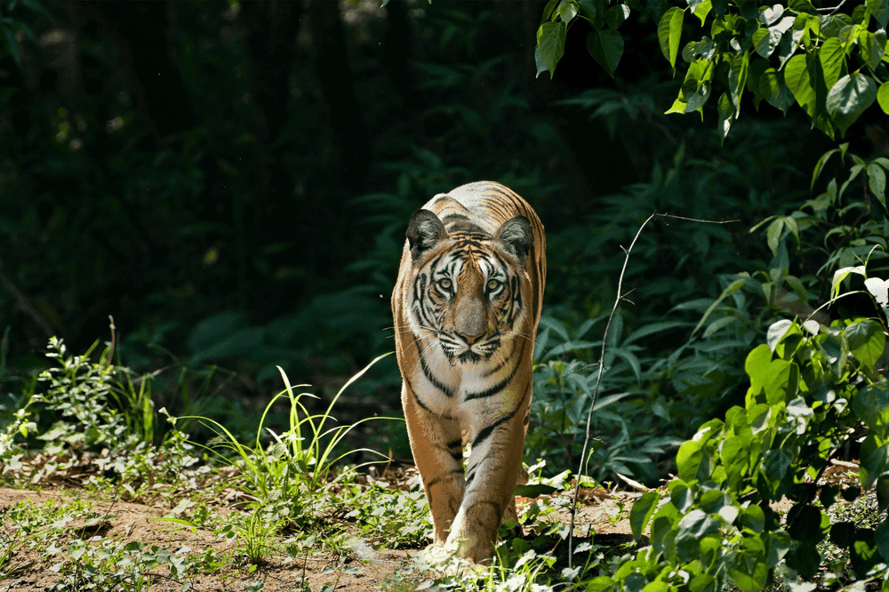 The Tiger Dream Meaning: A Whisper from the Wilderness